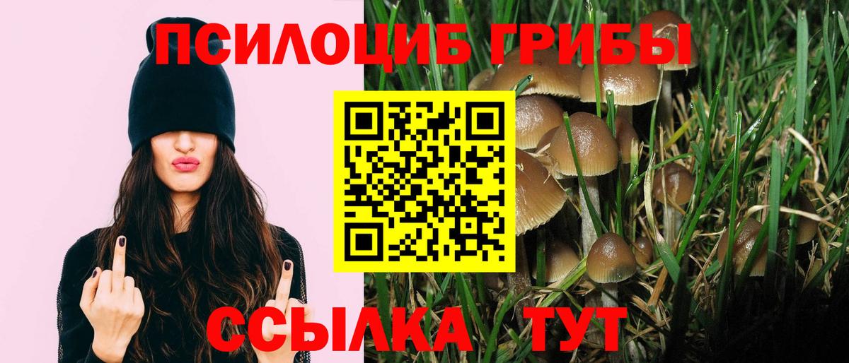 Псилоцибиновые грибы GOLDEN TEACHER  Псилоцибиновые грибы Cubensis  Вход с VPN  Будённовск 